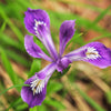 20 Blue & Purple OREGON IRIS ( Tough-Leaf Iris ) Iris Tenax Flower Seeds