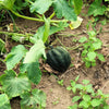 50 Table Queen ACORN SQUASH Winter Cucurbita Pepo Vegetable Seeds
