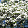 10 American WHITE FLOWERING DOGWOOD Small Tree Cornus Florida Seeds
