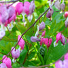 10 Pink FRINGED Fern Leaf BLEEDING HEART Dicentra Eximia Fernleaf Sun or Shade Flower Seeds