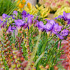 5 ROYAL CHAMPION Mix FREESIA Mixed Colors Pink Blue Purple Yellow Red Orange Flower Seeds