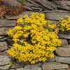 1000 GOLDEN TUFT ALYSSUM Basket of Gold Aurinia Saxatilis Yellow Flower Seeds