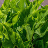500 White Broadleaf ARROWHEAD Sagittaria Latifolia POND WETLAND Flower Seeds