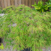 10 Upright GREEN LACELEAF MAPLE Japanese Seiryu Acer Palmatum Dissectum Viridis Tree Seeds