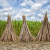 100 TOSSA JUTE Mallow Corchorus Olitorius African Sorrel Bush Okra Twine Vegetable Seeds