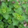 50 BLUE CATMINT Nepeta Mussinii Herb Flower Seeds