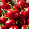 100 Red CHERRY HOTS Pepper (Finger Hots, Hot Cherry Pepper, Hot Chili Pepper, Cherry Chili Pepper, Pimienta) Capsicum Annuum Vegetable Seeds