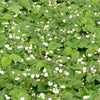 100 YELLOW WONDER STRAWBERRY Everbearing Heirloom Alpine Fragaria Vesca Yellow Berry Fruit Seeds