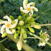 10 DWARF WAIMANALO PAPAYA Solo Hawaiian Carica Fruit Tree Houseplant Seeds
