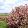 5 DWARF RUSSIAN ALMOND Prunus Tenella Rose Red Pink Fragrant Flower Shrub Seeds