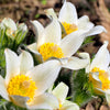 25 WHITE ANEMONE Pulsatilla Vulgaris PASQUE flower Seeds