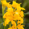 5 YELLOW CANNA LILY Indian Shot Canna Indica Flower Seeds