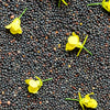 Dwarf Essex Rape Kale Seeds – Brassica Napus Vegetable – photo 7