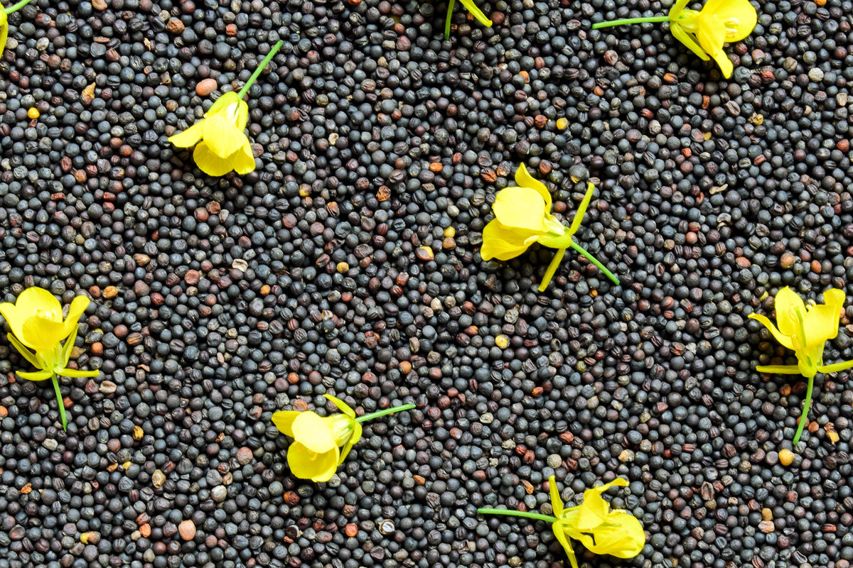 Dwarf Essex Rape Kale Seeds – Brassica Napus Vegetable – photo 7