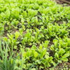1500 SPINACH MUSTARD TENDERGREEN Komatsuna Greens Brassica Rapa Vegetable Seeds