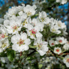 25 EUROPEAN PEAR TREE Pyrus Communis Fruit Seeds - White Flowers / Green Fruit
