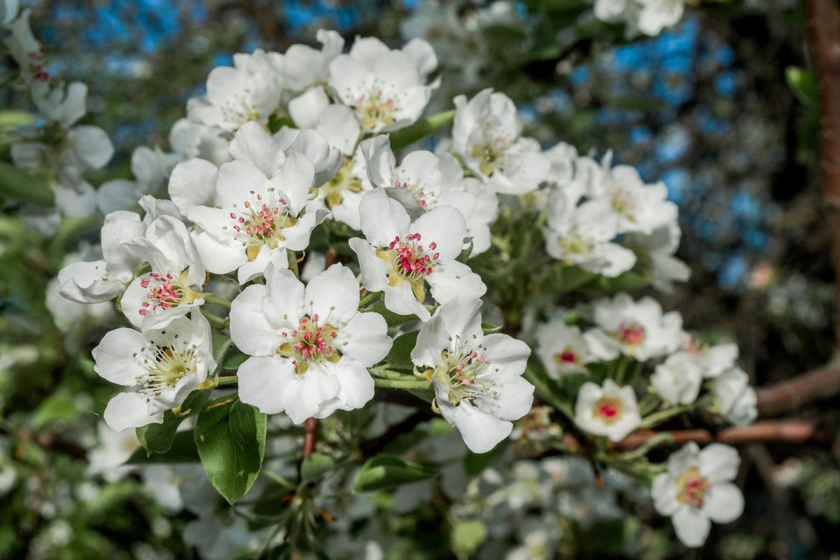 European Pear Tree Seeds – Pyrus Communis Fruit Seeds – White Flowers / Green Fruit – photo 3
