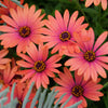 20 MIXED COLORS OSTEOSPERMUM Ecklonis African Cape Daisy Flower Seeds