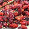 15 Red MULBERRY Morus Rubra Black Fruit Shrub Tree Seeds