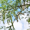 10 Flowering DRUMSTICK TREE Moringa Oleifera Seeds (Miracle Tree / Ben Oil Tree)