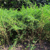 50 TRUE INDIGO Dye Indigo Indigofera Tinctoria Pink Purple Sub Shrub Flower Seeds