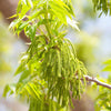 5 HARDY PECAN Tree Carya Illinoinensis King Nut Native Fruit Tree Seeds