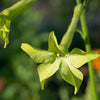 100 LIME GREEN NICOTIANA Alata Flowering Tobacco Seeds