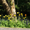 20 Yellow WELSH POPPY Meconopsis Papaver Cambricum Perennial Shade Flower Seeds