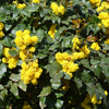 20 OREGON GRAPE Holly Fruit Vine Hollyleaved Barberry Mahonia Aquifolium Seeds