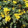 Oregon Grape Seeds – Holly Fruit Vine Hollyleaved Barberry Mahonia Aquifolium – photo 5