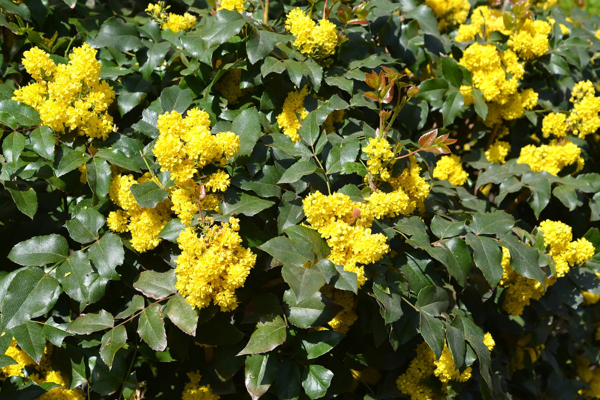 Oregon Grape Seeds – Holly Fruit Vine Hollyleaved Barberry Mahonia Aquifolium – photo 5