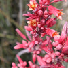 1000 Bulk RED YUCCA Hesperaloe Parviflora Hummingbird Coral Yucca Flower Seeds