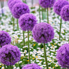 25 GIANT ALLIUM Allium Giganteum Purple Globe Flower Seeds
