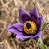 50 PULSATILLA Chinensis / Chinese Purple PASQUE Flower ANEMONE Herb Seeds