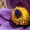 50 PULSATILLA Chinensis / Chinese Purple PASQUE Flower ANEMONE Herb Seeds