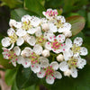 50 BLACK CHOKEBERRY Aronia Melanocarpa White Flower Fruit Shrub Seeds