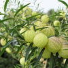10 BALLOON MILKWEED Hairy Balls Butterfly Weed Asclepias Gomphocarpus Physocarpus Monarch Flower Seeds