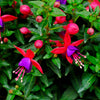 20 HARDY FUCHSIA Magellanica Pink Purple Hummingbird Flower Shrub Seeds