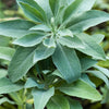 75 Sacred California WHITE SAGE Salvia Apiana Shrub Silver Folliage Native Smudge Seeds
