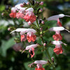 30 CORAL NYMPH SALVIA Coccinea Hummingbird Sage Flower Seeds