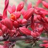 1000 Bulk RED YUCCA Hesperaloe Parviflora Hummingbird Coral Yucca Flower Seeds