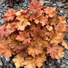 1200 Mixed Colors CORAL BELLS HEUCHERA Shade Flower Seeds