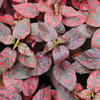 10 Dwarf RED POLKA DOT PLANT Splash Select Hypoestes Phyllostachya Flower Houseplant Seeds