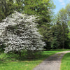 10 American WHITE FLOWERING DOGWOOD Small Tree Cornus Florida Seeds