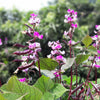 Ruby Moon Hyacinth Bean Seeds – Lablab Purpureus Blue Purple White Flower Ornamental Vine – photo 5