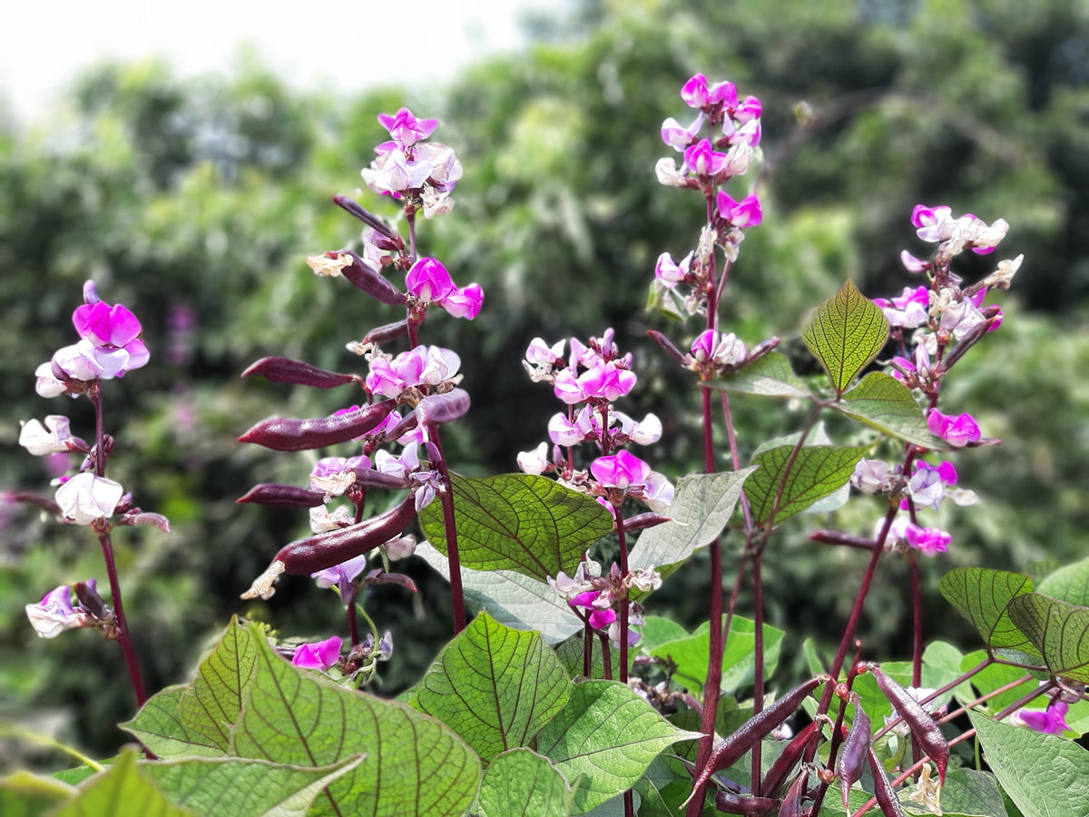Ruby Moon Hyacinth Bean Seeds – Lablab Purpureus Blue Purple White Flower Ornamental Vine – photo 5