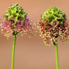 500 SALAD BURNET Sanguisorba Minor Edible Greens Vegetable Herb Flower Seeds
