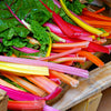 150 Mixed Colors NORTHERN LIGHTS  SWISS CHARD (Perpetual Spinach) Beta Vulgaris Cicla Vegetable Seeds