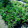 20 Ornithogalum Caudatum Seeds (False Sea Onion Lily)