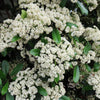 20 NANNYBERRY SWEET VIBURNUM Lentago Shrub Tree Blue Black Berry Fruit White Flower Seeds